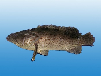 CÁ BỐNG MÚ