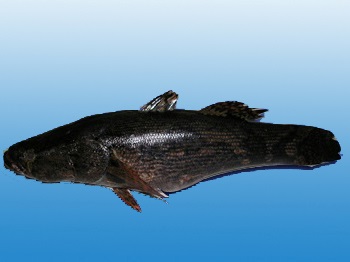 CÁ BỐNG TƯỢNG