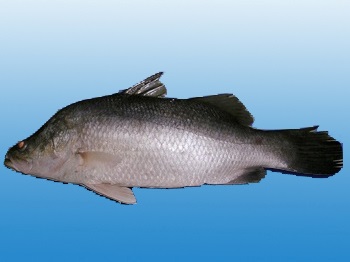 CÁ CHẺM